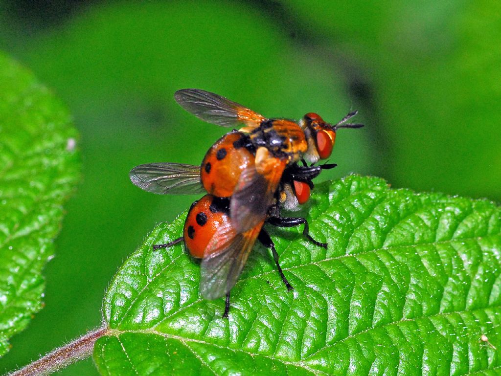 Una coppietta a pois: Gymnosoma sp. (Tachinidae)